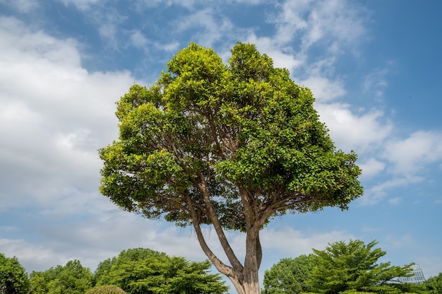 A tree in the park under the blue sky has a big crown