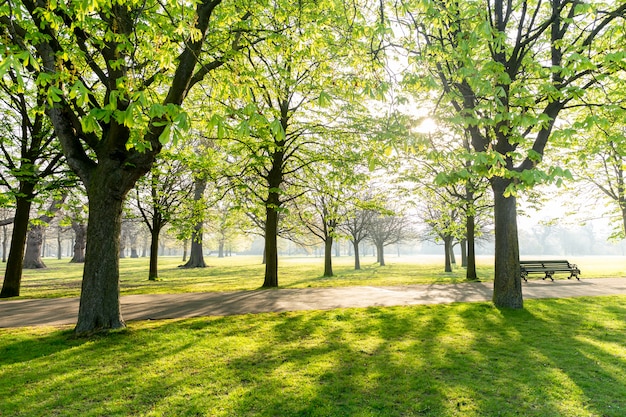 Tree in the park with sunlight  and shadow in the park early in the morning.