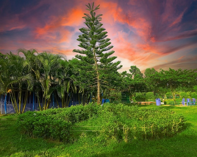 A tree in a park with a sunset in the background