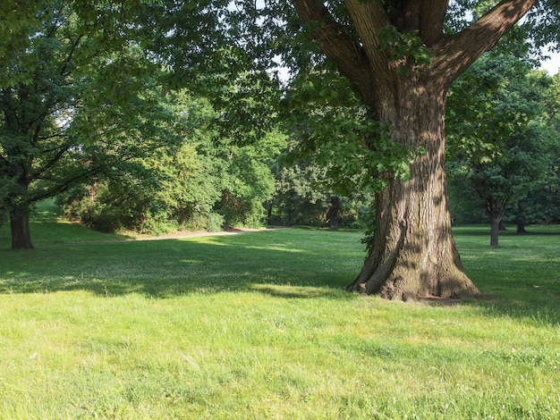 Tree in a park