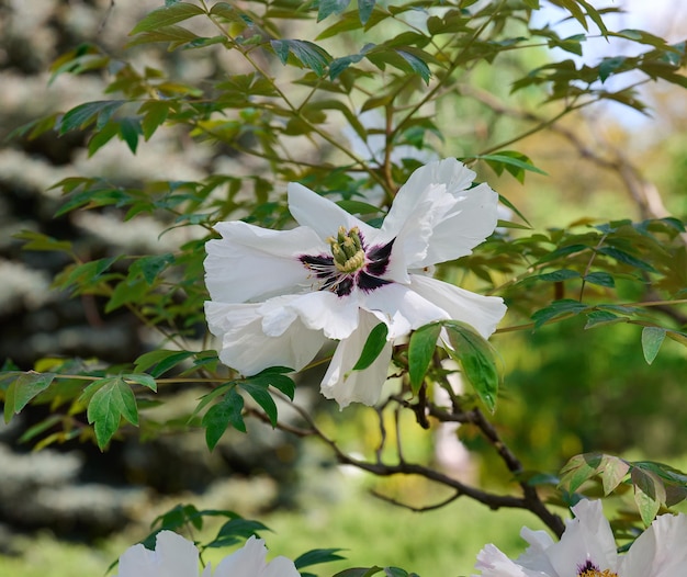 Tree peony bush with green leaves and white flowers in the park