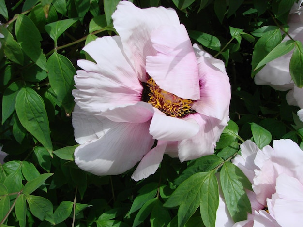 Tree peony Paeonia suffruticosa in park Head of a pale pink peony flower Paeonia suffruticosa