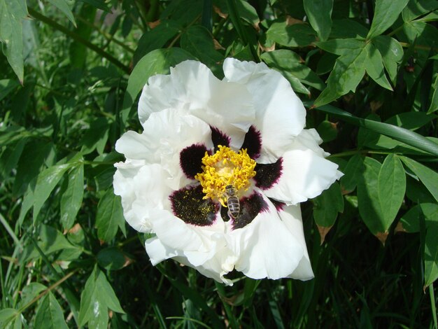 Tree peony Paeonia suffruticosa in park Head of a pale pink peony flower Paeonia suffruticosa