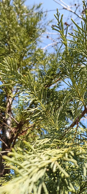 Tree photo under the blue open sky spring theme