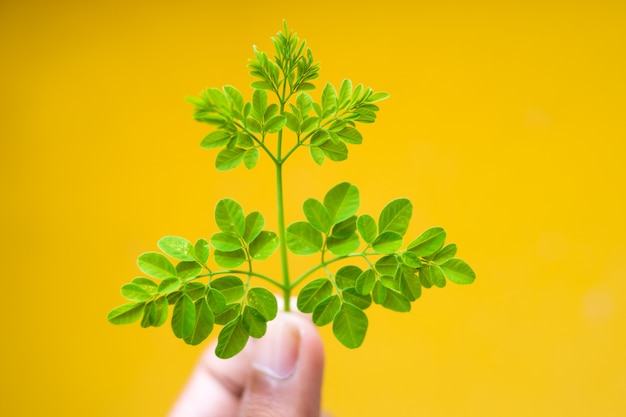 Tree plant on yellow background