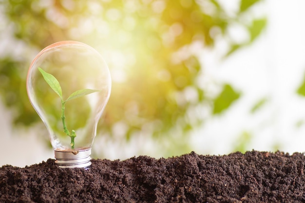 Tree planting and growth up stacked on light bulb with soil on green and soft light sunny