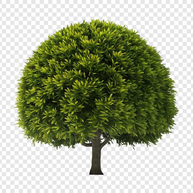 Photo tree png isolated on transparent background