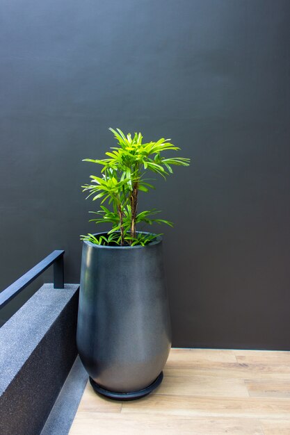 A tree in a pot on a gray concrete wall.