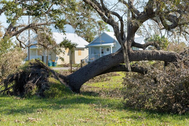 Tree removal after hurricane damage in Florida home backyard Fallen down debris after strong tropical storm winds Consequences of natural disaster