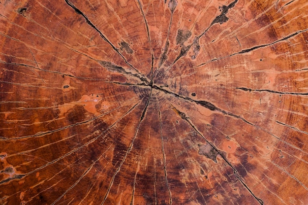 Tree rings old wood texture backgroundCross section annual ring Nature background