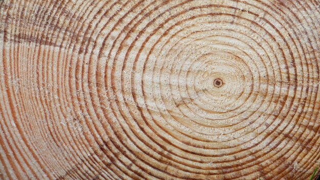 Tree Rings Saw Cut Tree Trunk Background Wood cross section background Tree growth rings