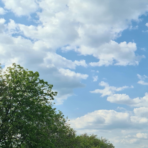 A tree on a road with a blue sky and clouds