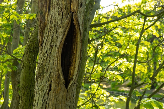 Tree root in the forest Hollow old tree Dead hollow oak tree Devastated object continues to live Sunny spring day large hollow in the tree trunk Old damaged tree