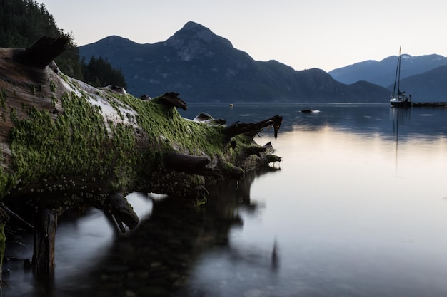 Tree root in front of the ocean inlet with mountains in the background