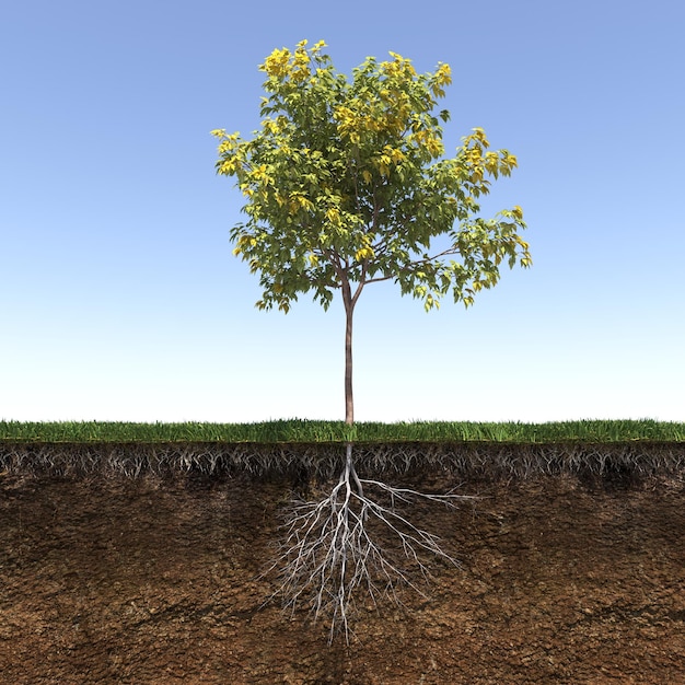 tree root system, 3d render