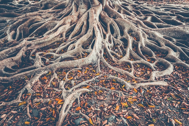 The tree root system on the ground. Background.