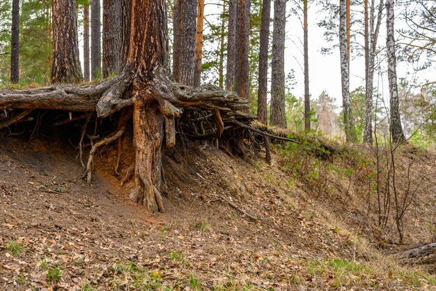 Tree roots on a cliff in the spring forest