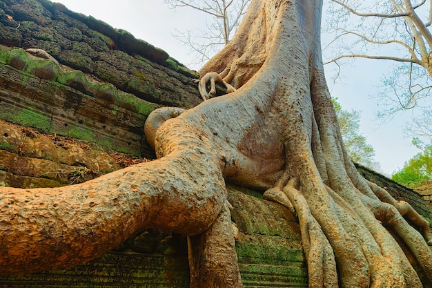 Tree roots at Ta Prohm temple complex, Siem Reap, in Cambodia.