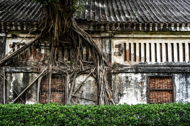 Tree roots on wall of old building with green plant fence.