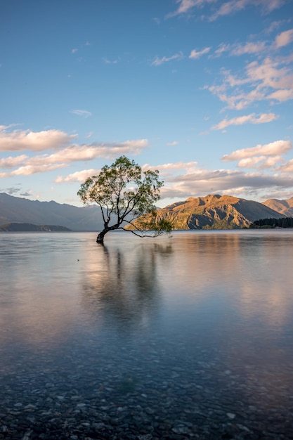 tree in sea