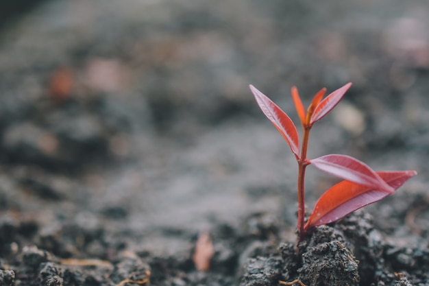 Photo tree seedlings are on the soil