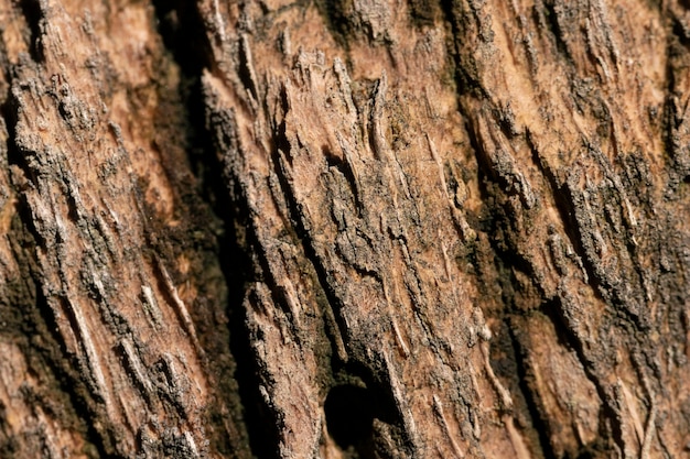 Tree shell close-up organic background