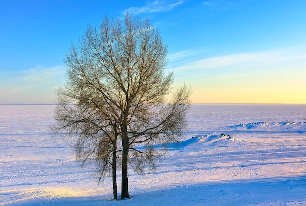 A tree on the shore of the reservoir The frozen surface of the Novosibirsk reservoir in the evening