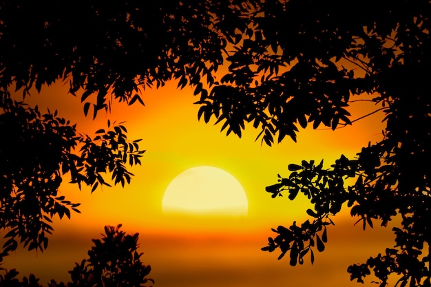 Tree silhouette and sunset sky