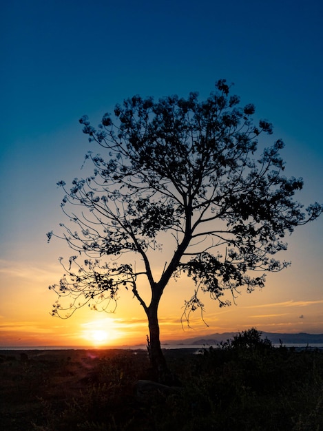 Tree silhouette with sunrise in the morning