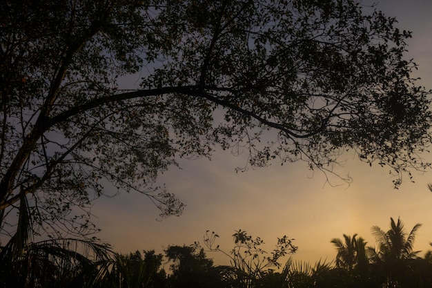 A tree in silhouette with sunset background