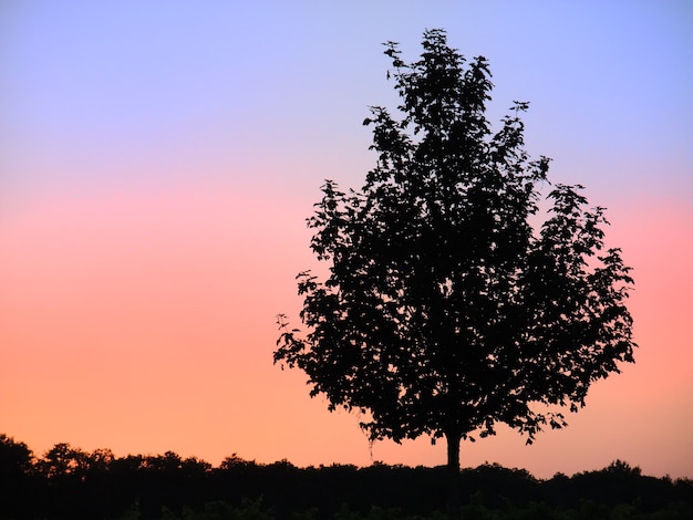 Tree silhouetted by sunset sky