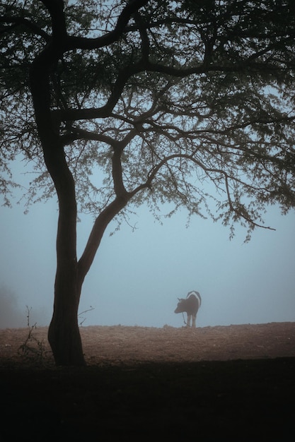 Tree and silhoutte lone cow silhouette in the fog