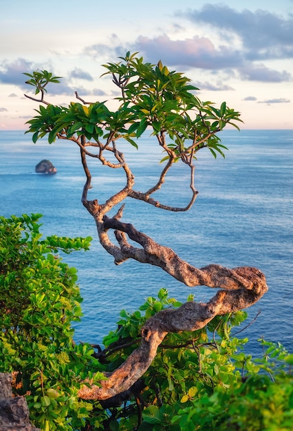 Tree on the sky and sea background Landscape during sundown Kelingking beach Nusa Penida Bali Indonesia Travel image