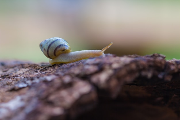 Photo tree snail on the trunk