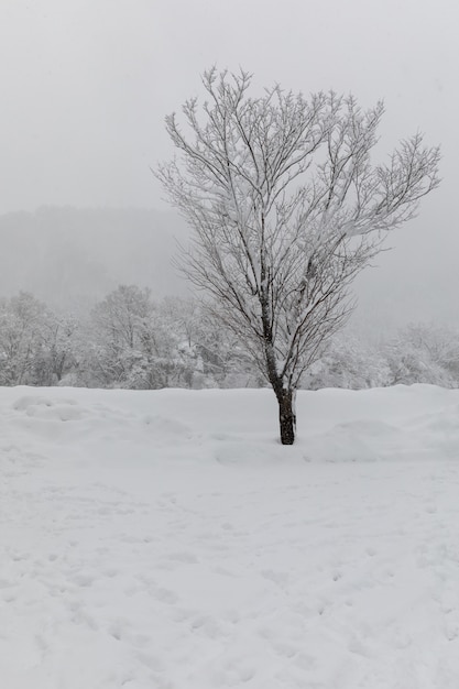 Tree and snow shirakawa-go location in Japan 