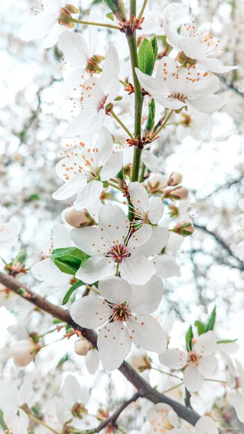 Tree in snow-white flowers in spring