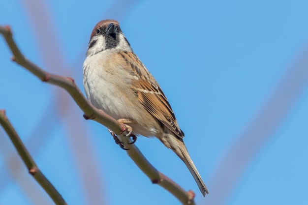 Tree Sparrow on branch (Passer montanus) Close Up