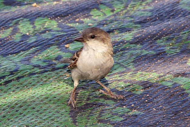 The tree sparrow on Socotra island Indian ocean Yemen