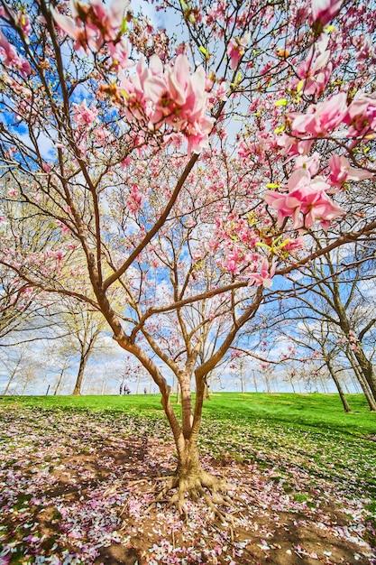 Tree in spring covered in large pink and white flowers