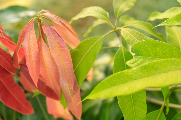 The tree sprouted red young leaves in the morning sunlight.