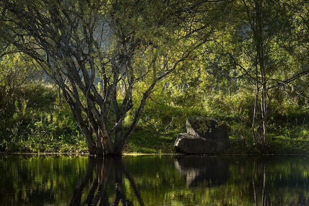 Tree and stone on the mountain lake. Reflection.