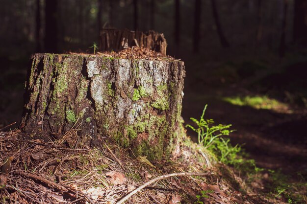 Photo tree stump in the forest close-up covered with moss in the forest.