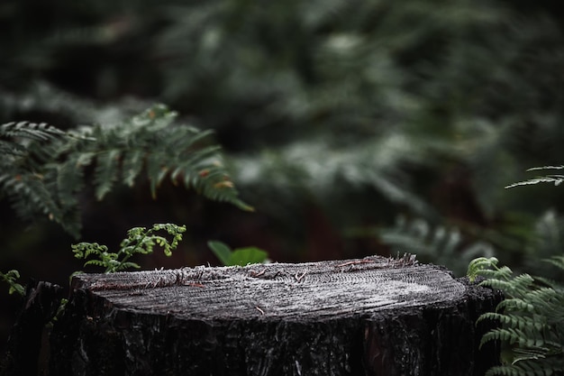 Tree stump in forest, fern leaf in background