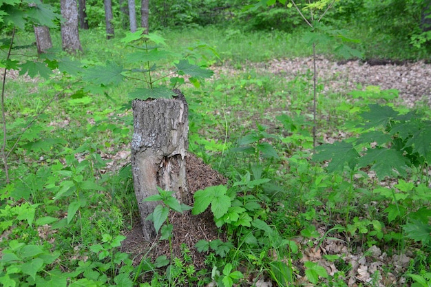 tree stump in the forest among green leaves isolated, close-up