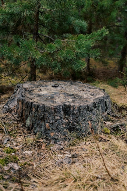 Photo tree stump in the forest