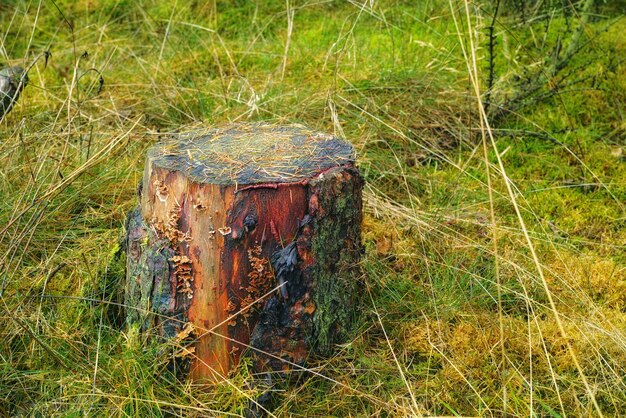 Tree stump and moss fungi with grass in autumn of forest woods or plants in countryside with biodiversity Fall environment and natural growth of algae on ground outdoor with foliage in nature