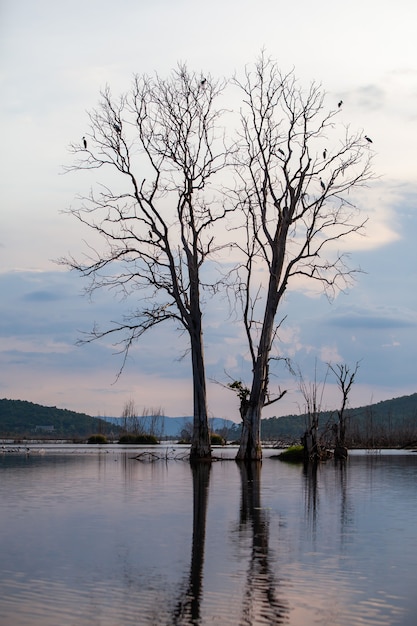 Tree stump and their reflections in the dam.