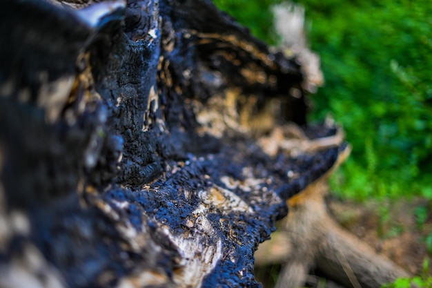 A tree stump with a black and white bark that has a hole in it.