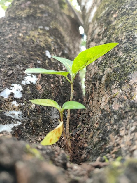 A tree stump with a green plant growing in it