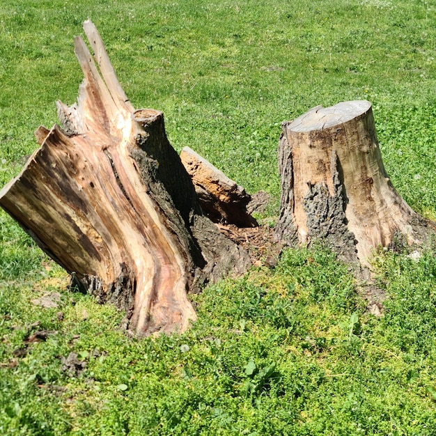 A tree stump with the word tree on it